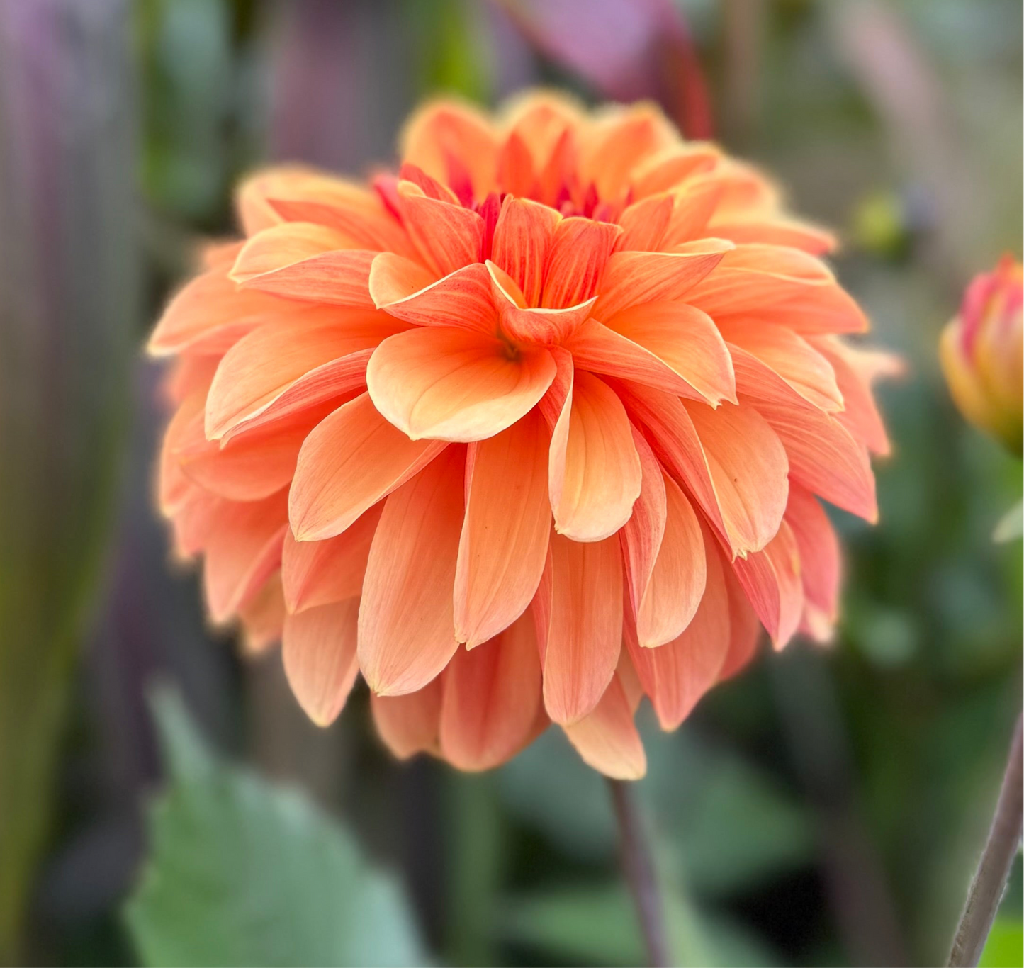 Dahlia Blitzer