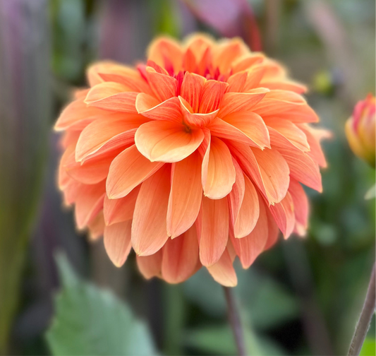 Dahlia Blitzer