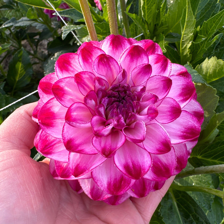 Dahlia Stardust