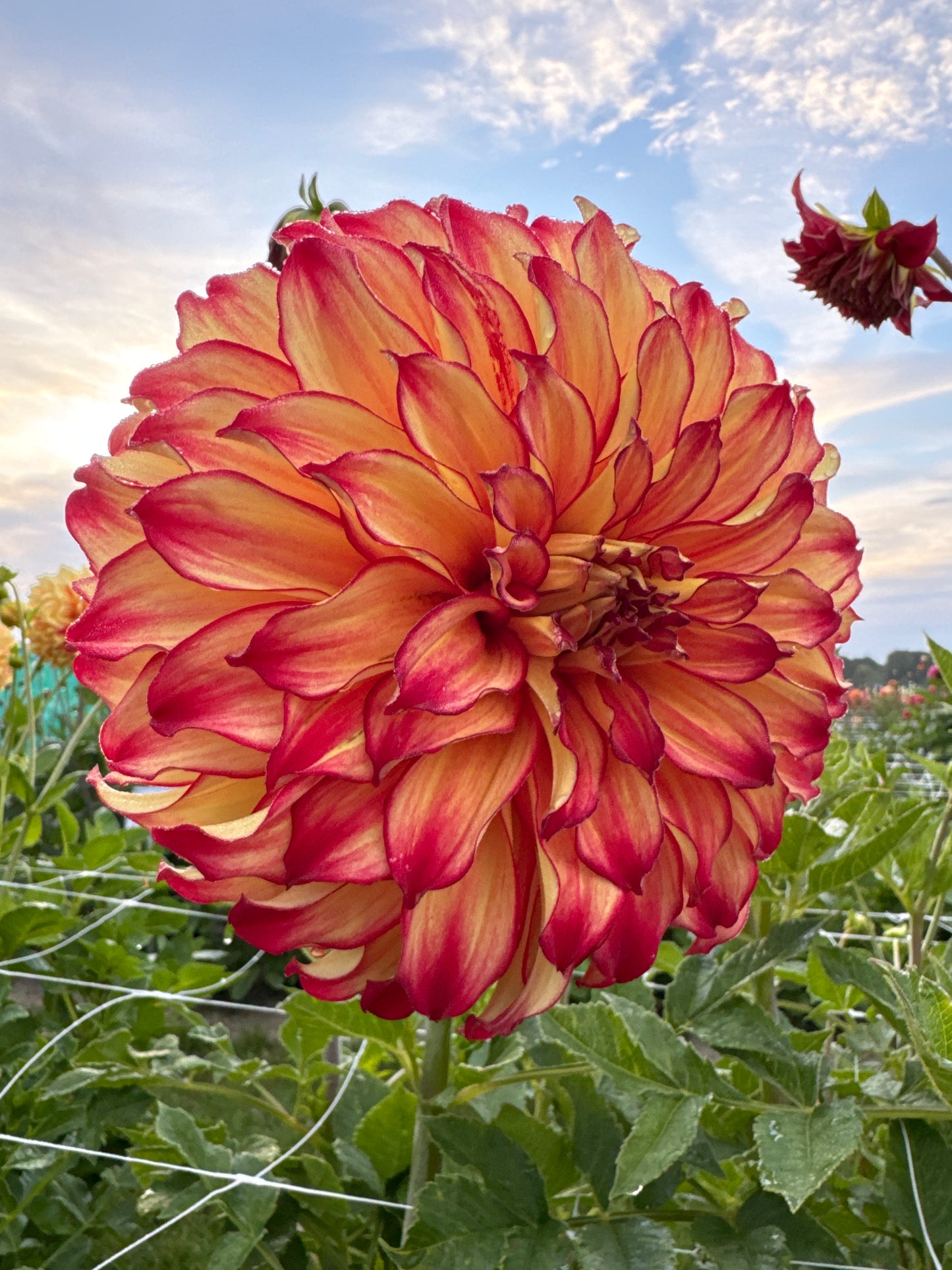 Dahlia Lady Darlene