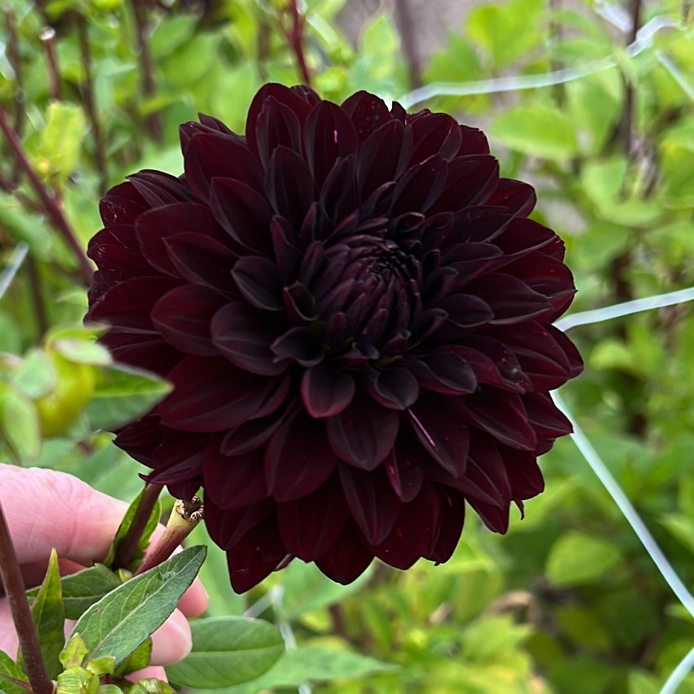 Dahlia Sturm Black Pearl Nyhet!