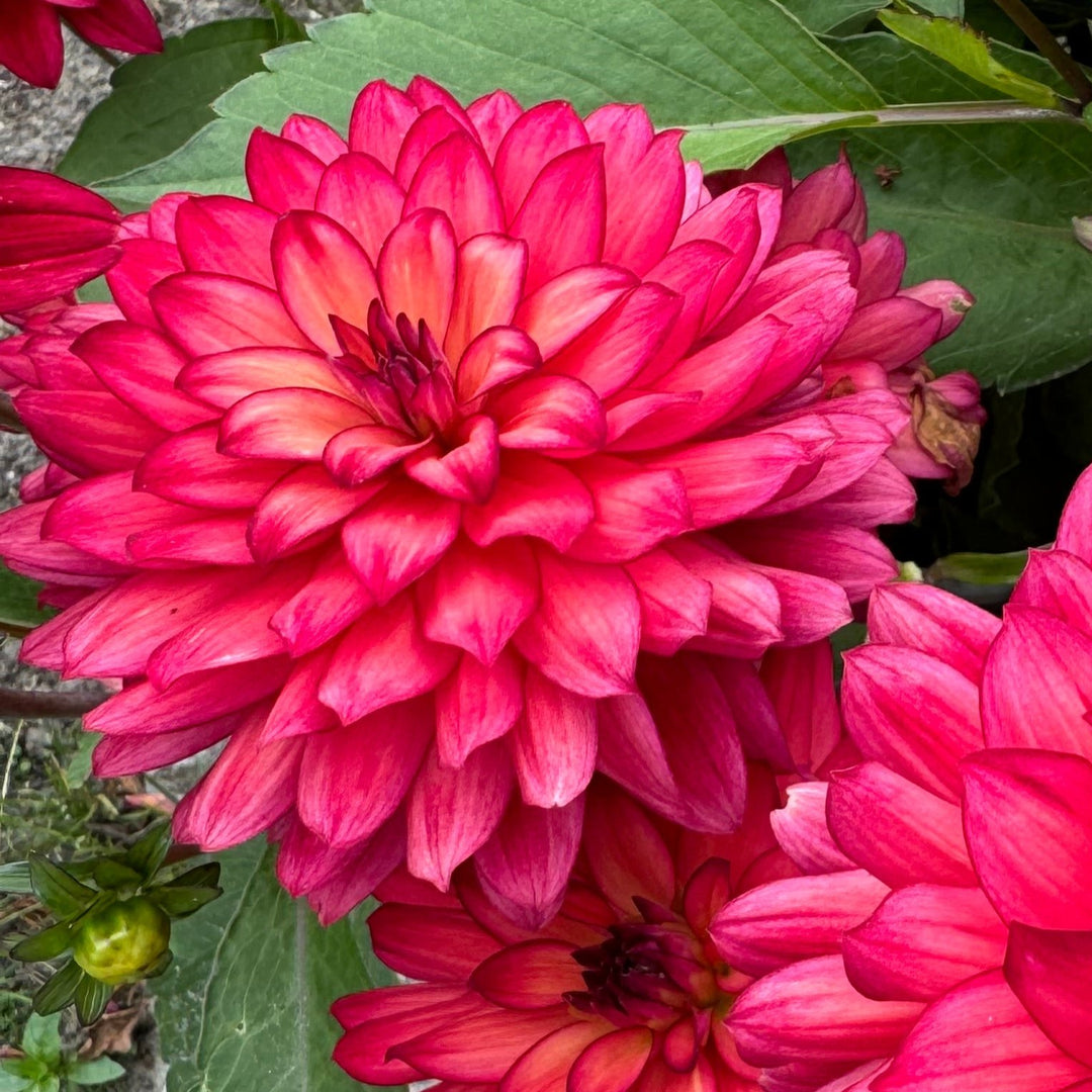 Dahlia Ocean of Love