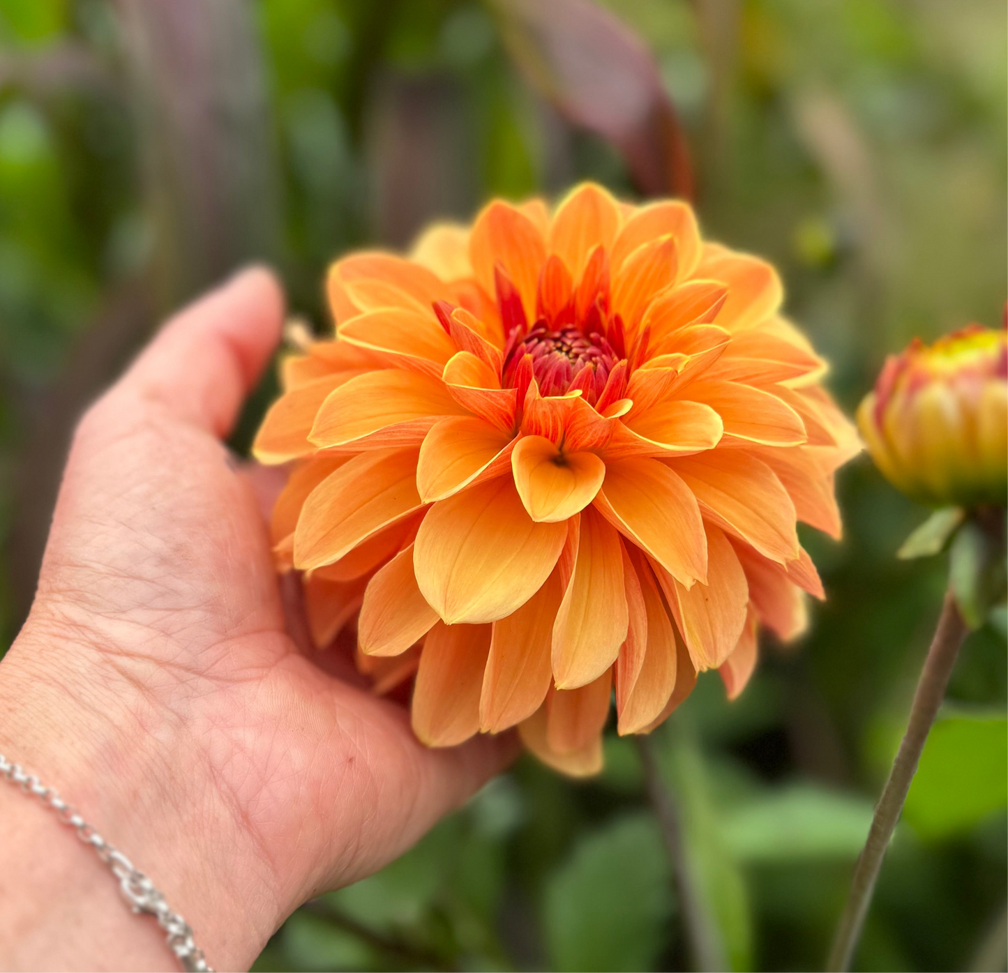 Dahlia Blitzer