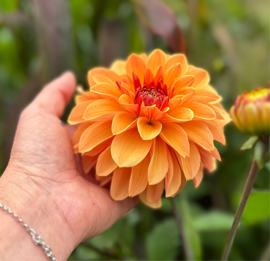 Dahlia Blitzer