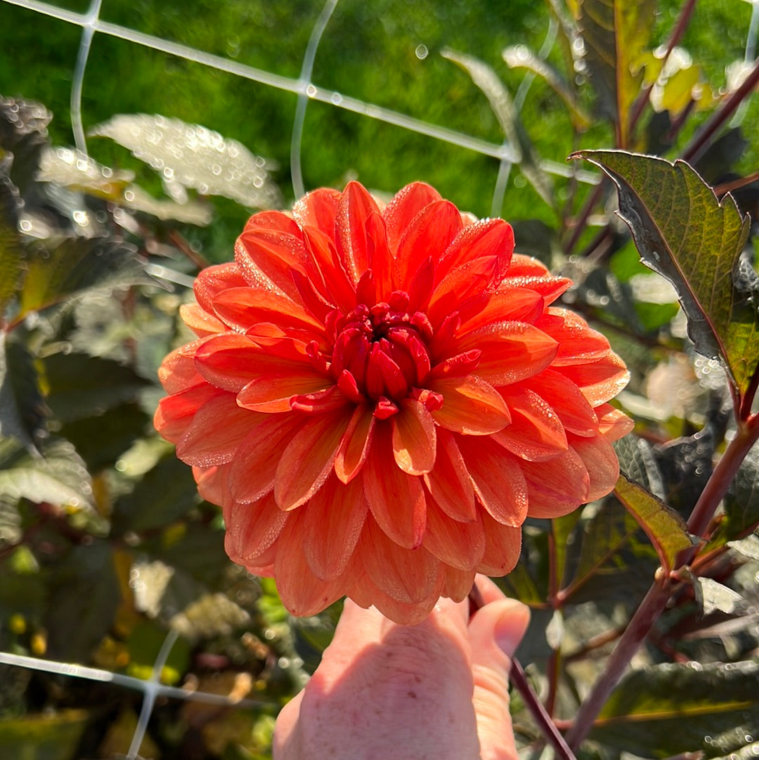 Dahlia Orange Pekoe Nyhet! – Dahlias By Linn