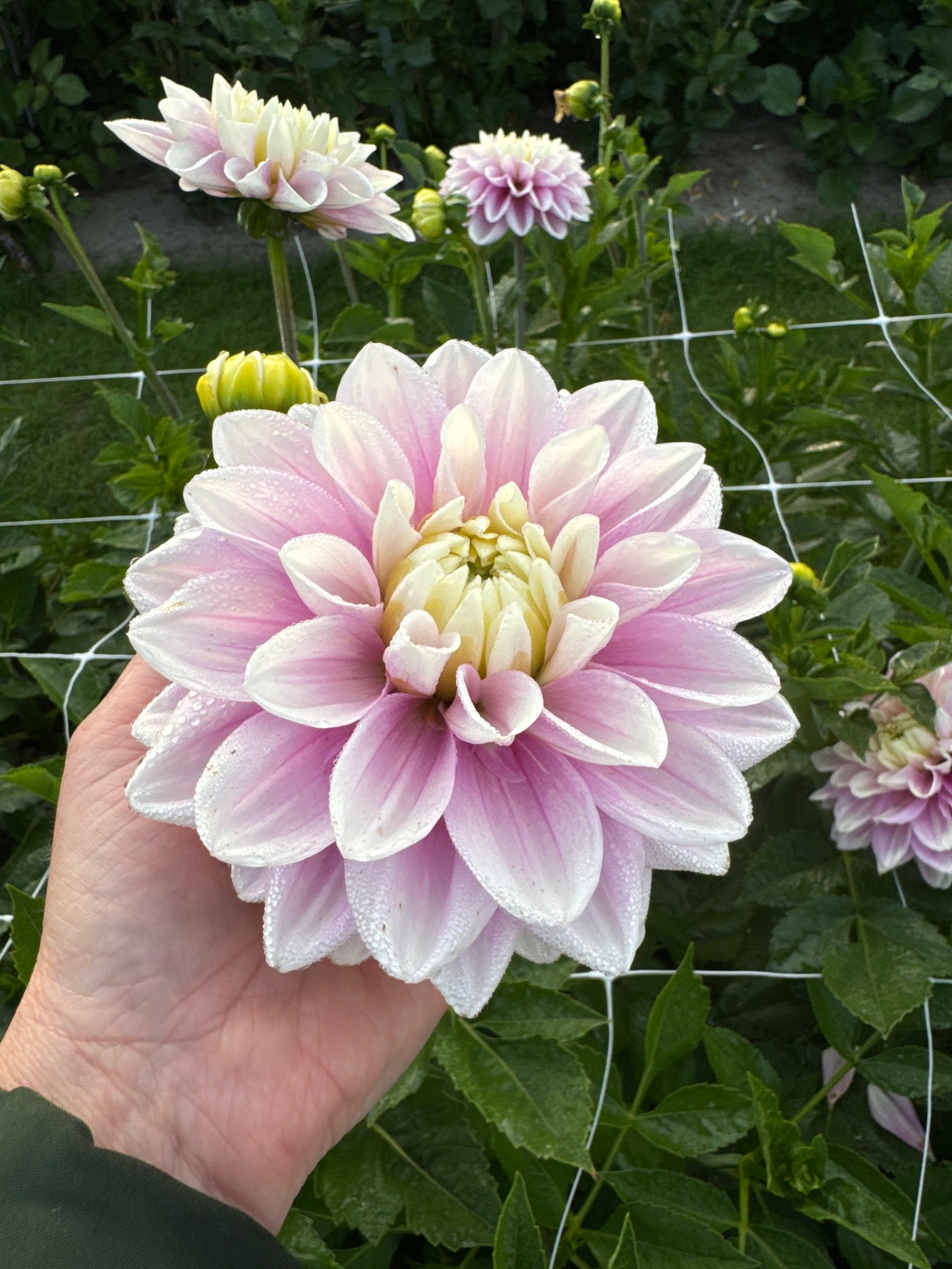 Dahlia Sweet Lucille – Dahlias By Linn