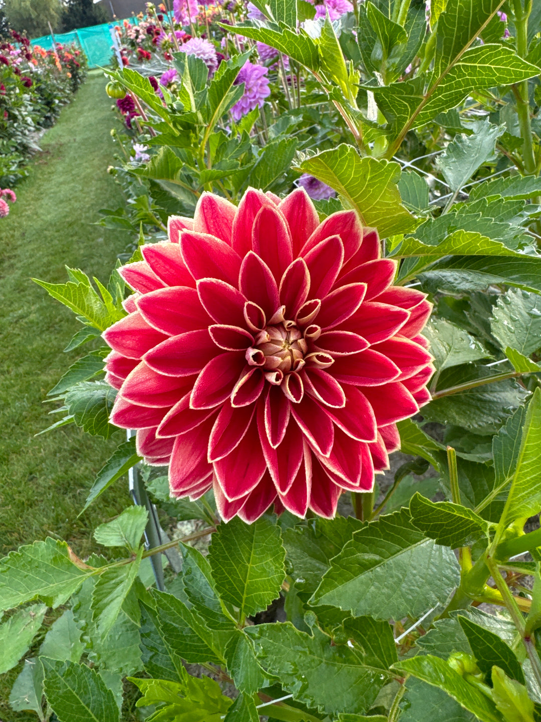 Dahlia Maxime UTGÅR!