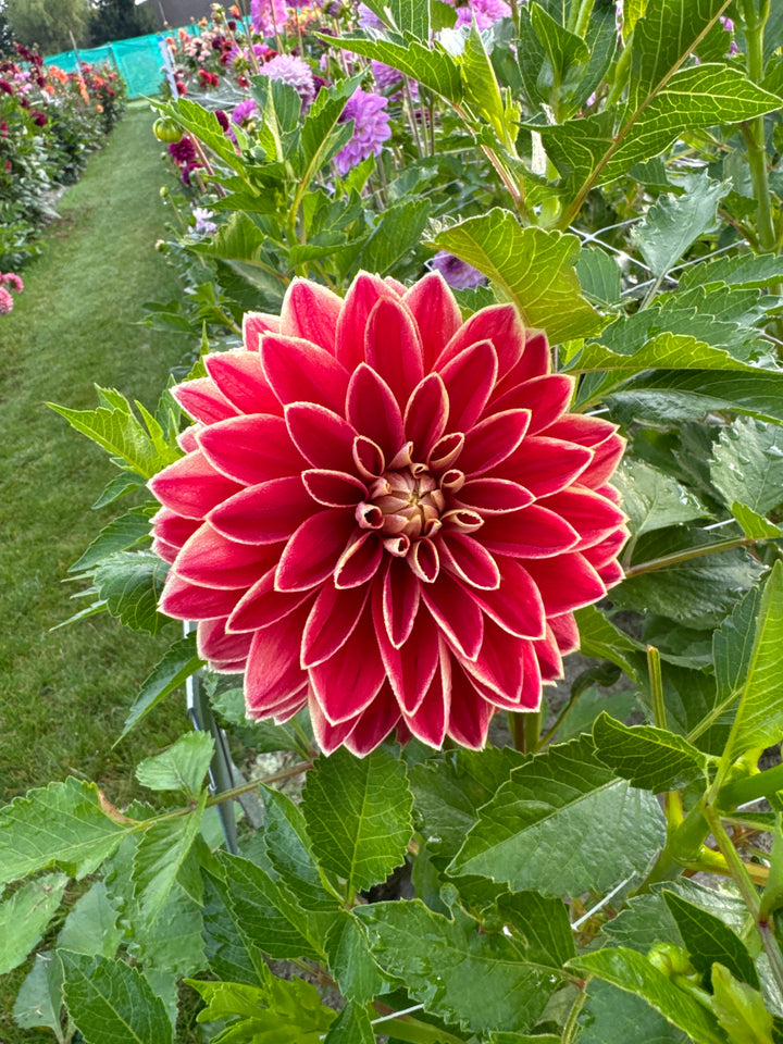 Dahlia Maxime UTGÅR!