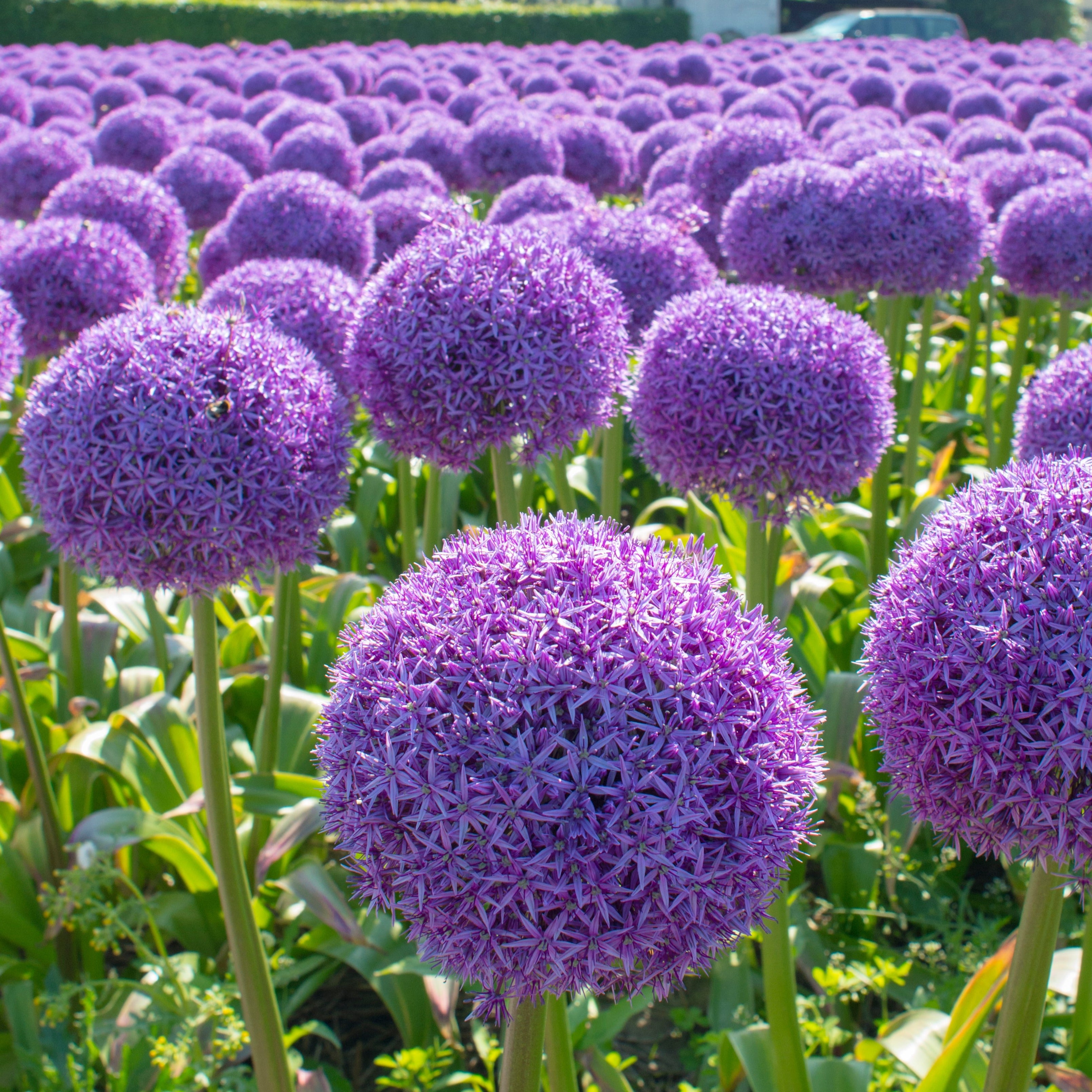 Allium Globemaster Jättelök 1st – Dahlias By Linn