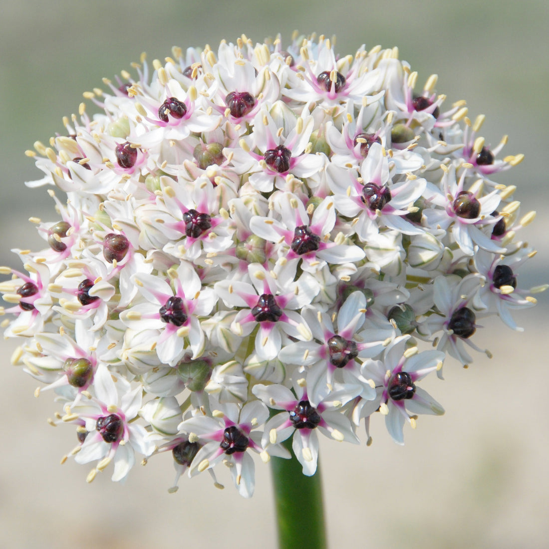 Allium Silver Spring – Dahlias By Linn