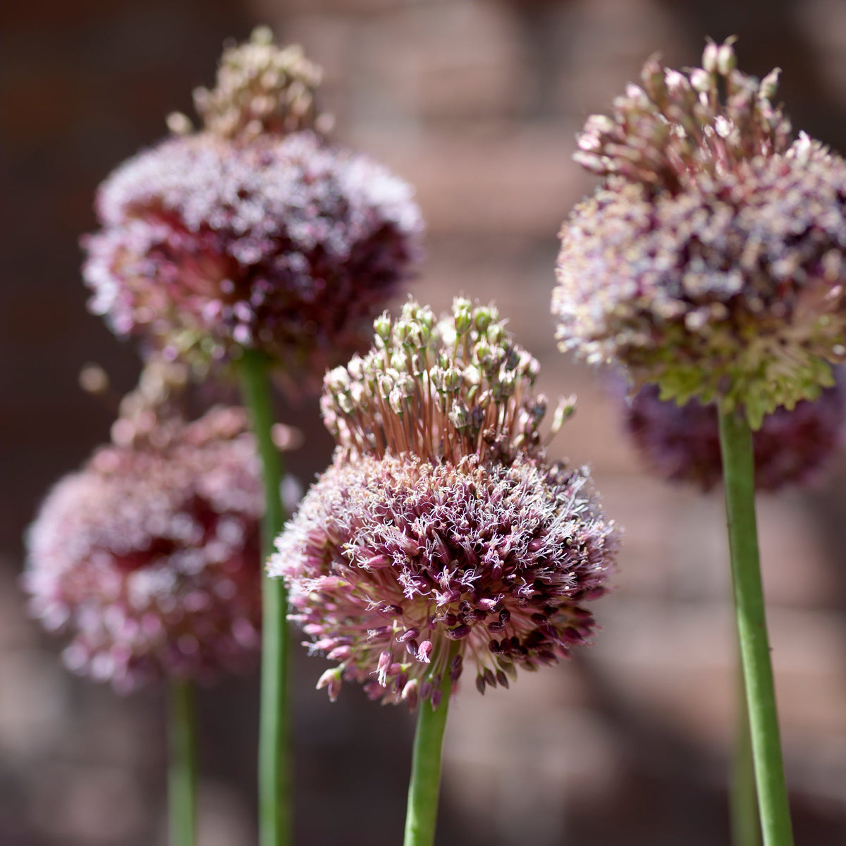 Allium Forelock