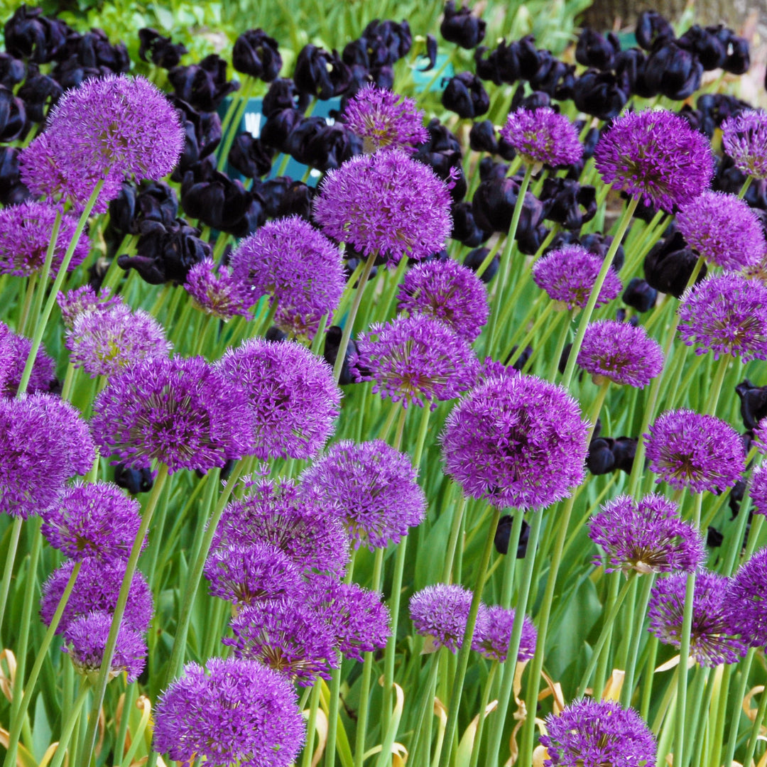 Bollknöl Purple Sensation