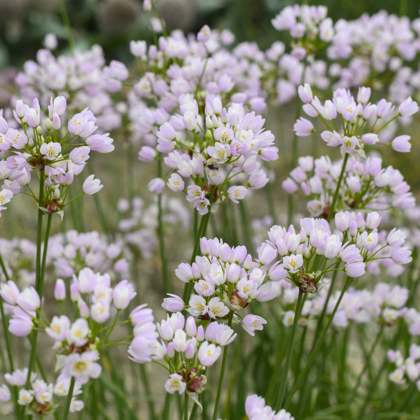 Allium roseum 25 st