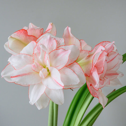 Amaryllis Striped Amadeus lökstorlek 30/32