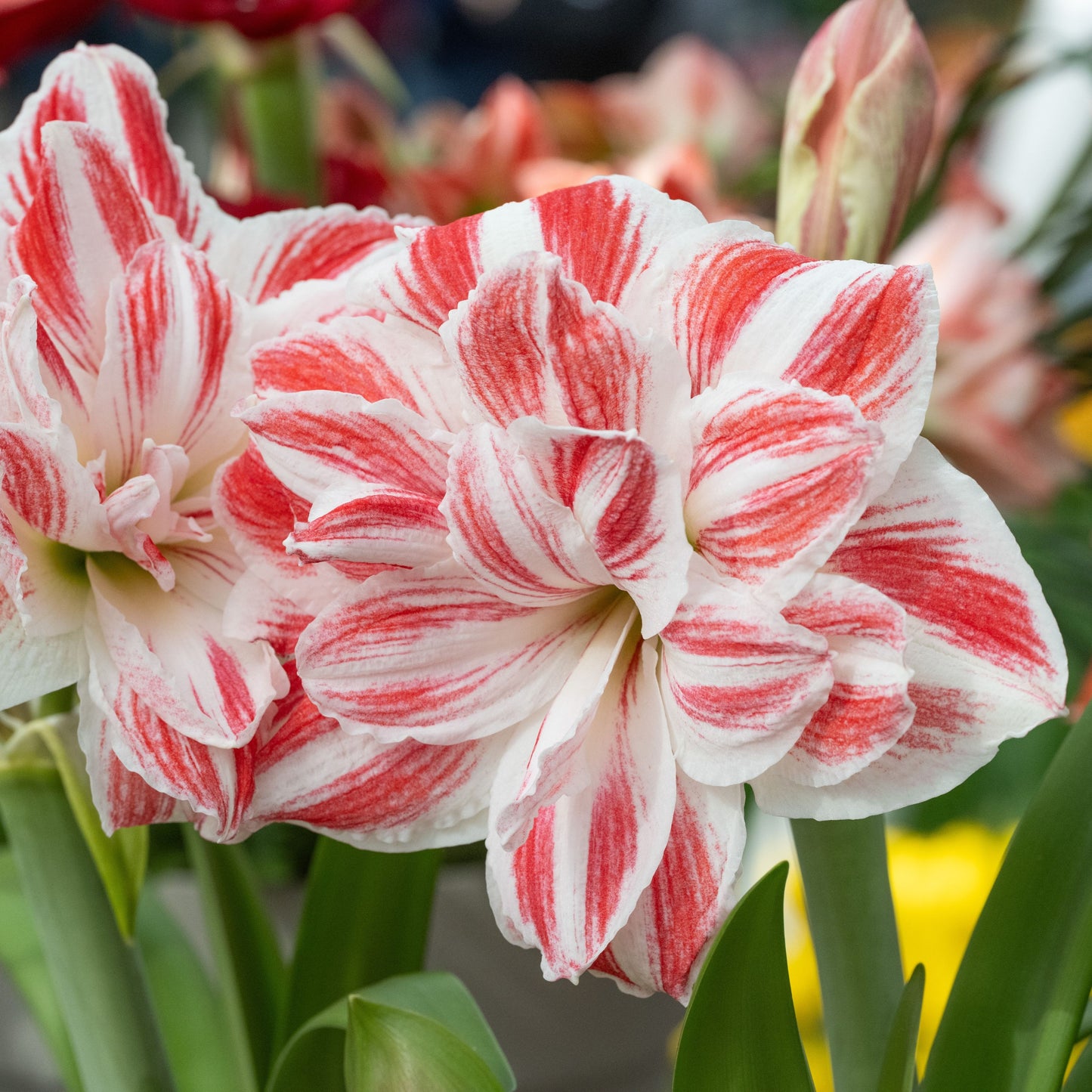 Amaryllis 'Amazing Belle'®