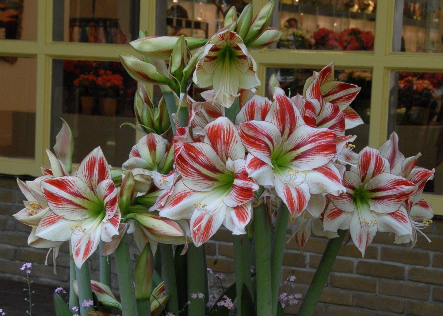 Amaryllis 'Ambiance'
