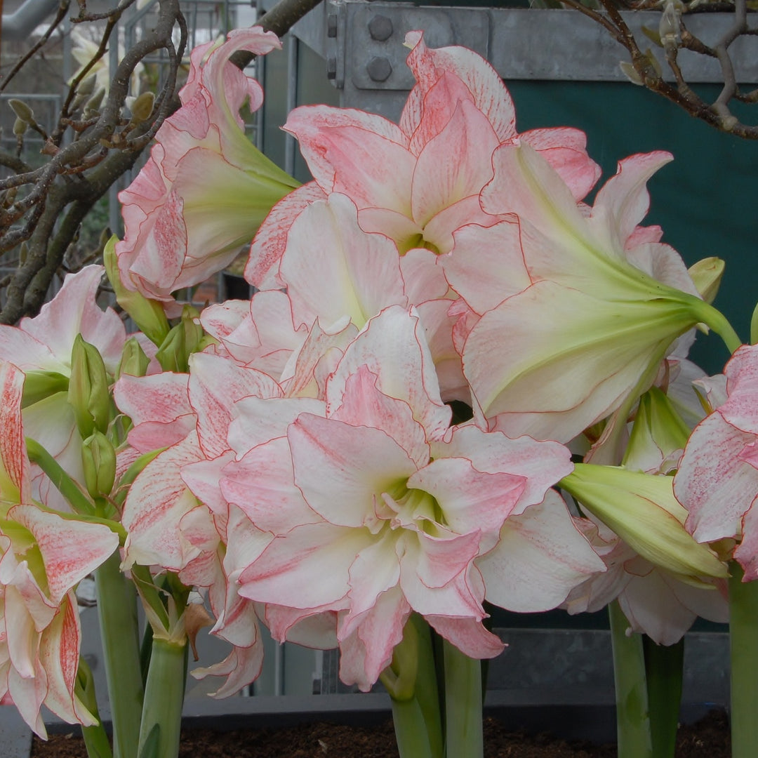 Amaryllis &