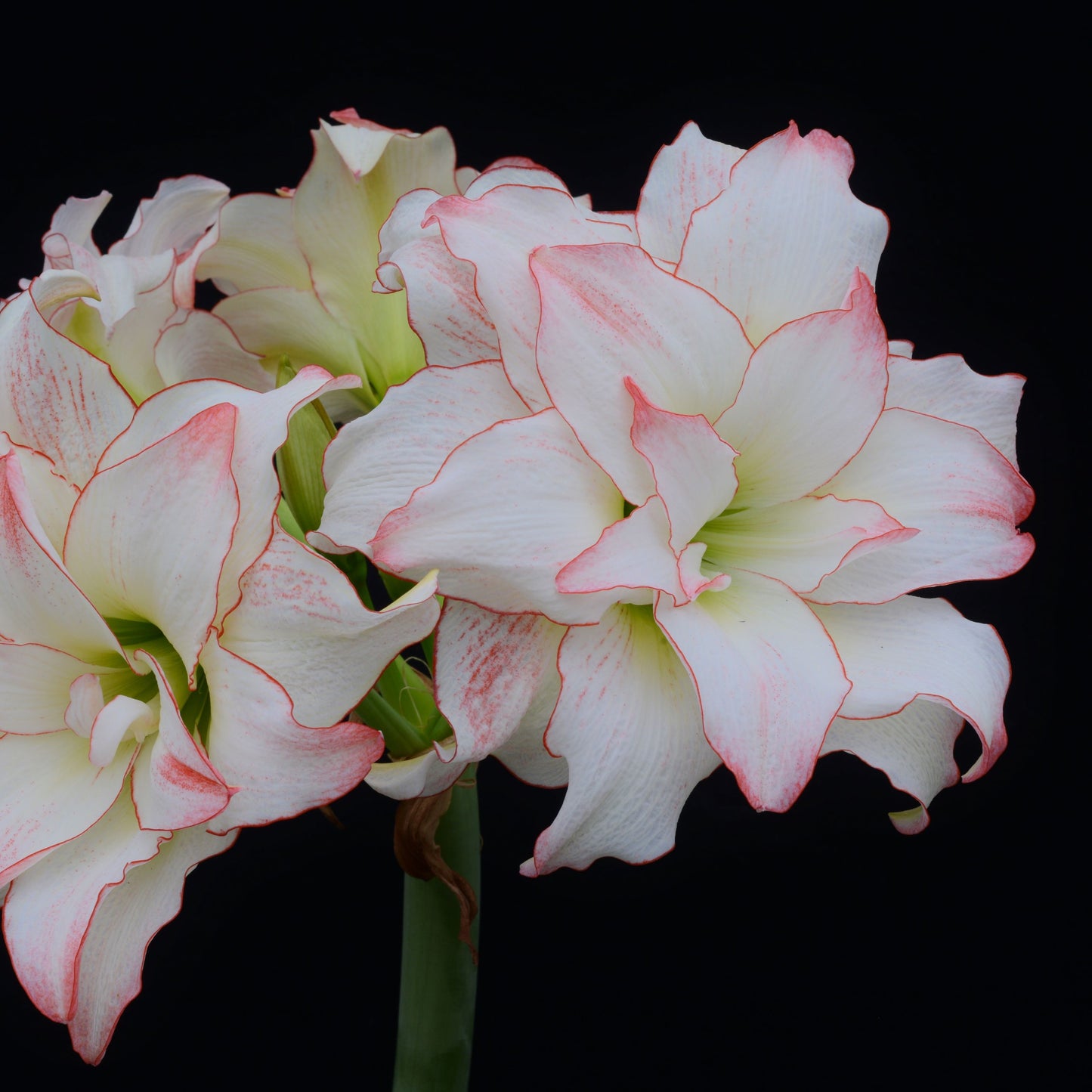 Amaryllis 'Aphrodite'