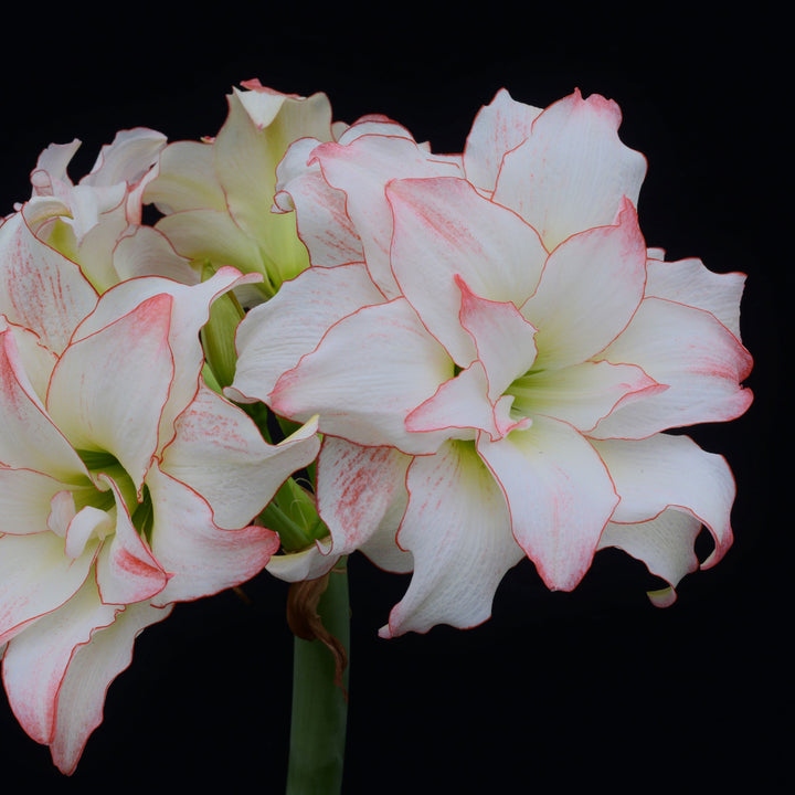 Amaryllis &