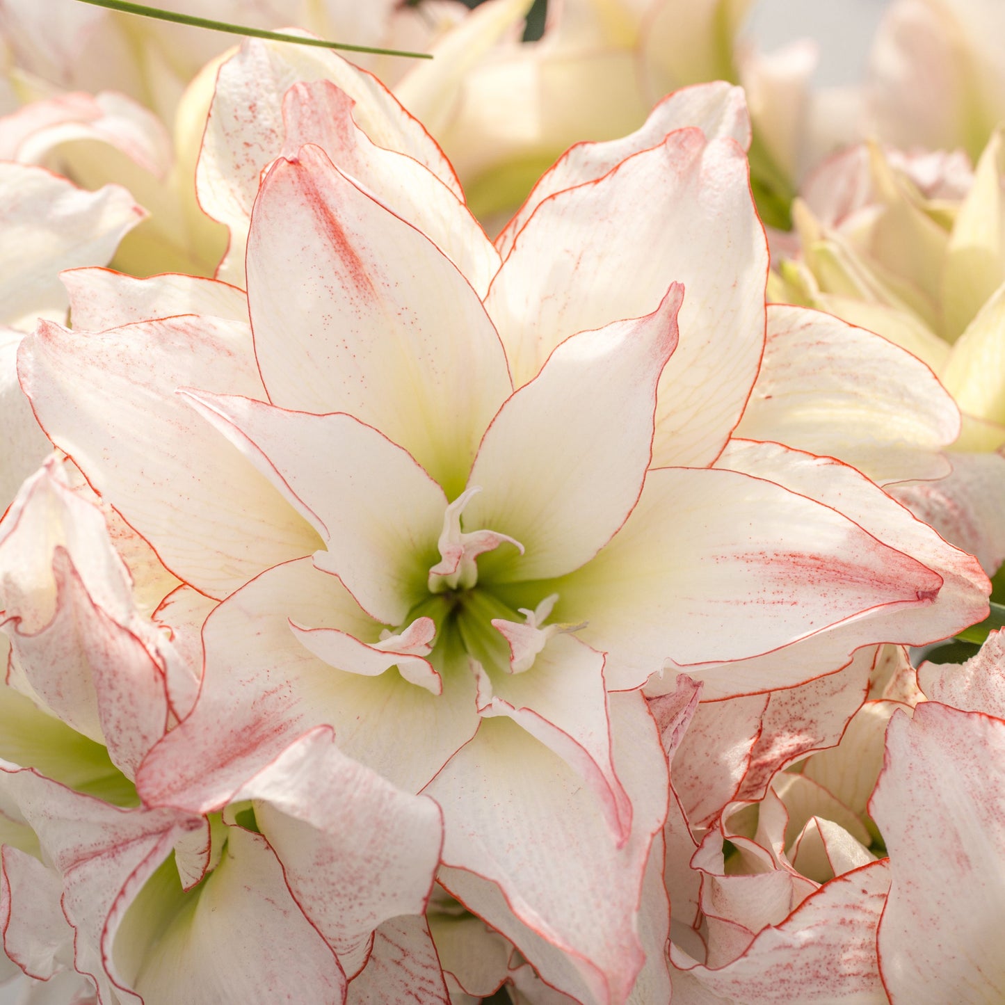 Amaryllis 'Aphrodite'
