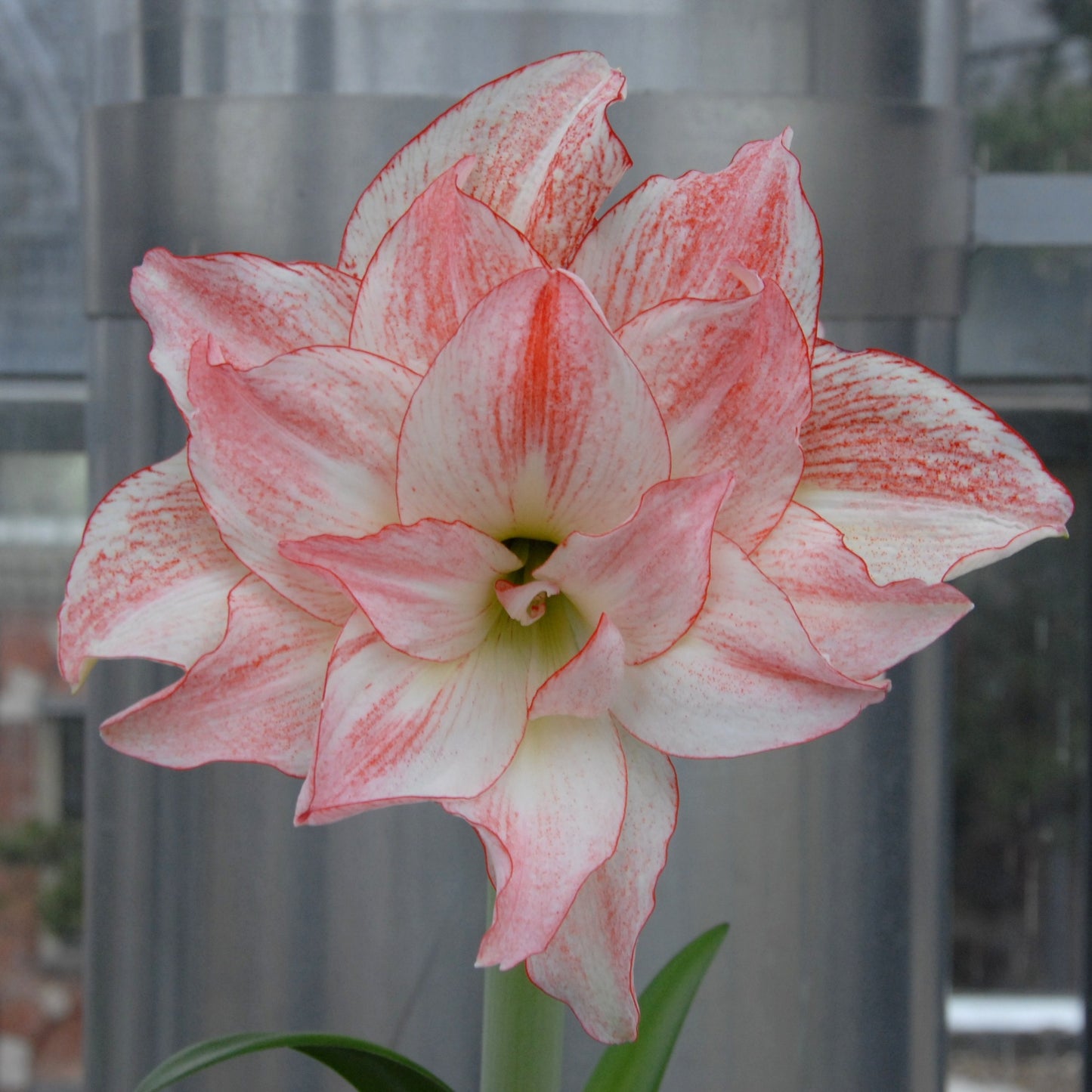 Amaryllis 'Aphrodite'