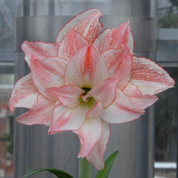 Amaryllis &