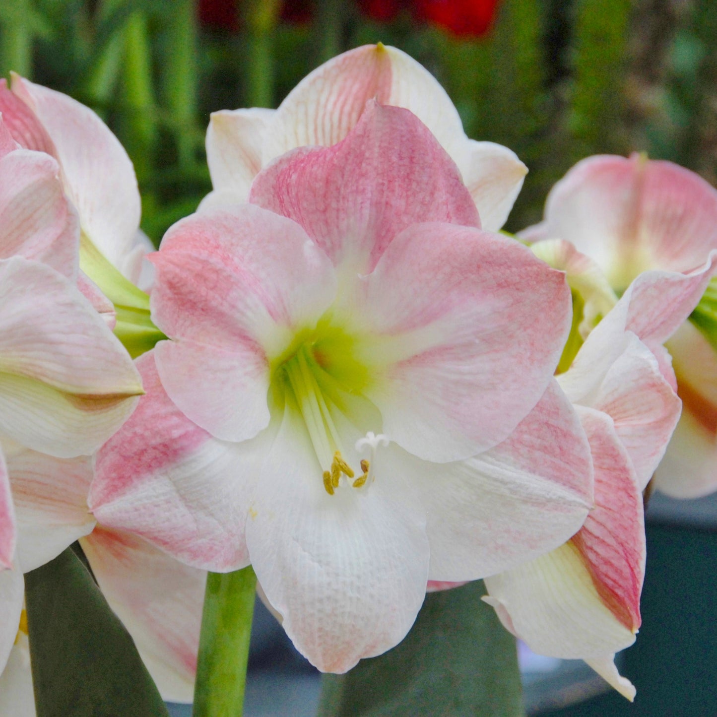Amaryllis 'Apple Blossom'