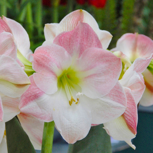 Amaryllis 'Apple Blossom'