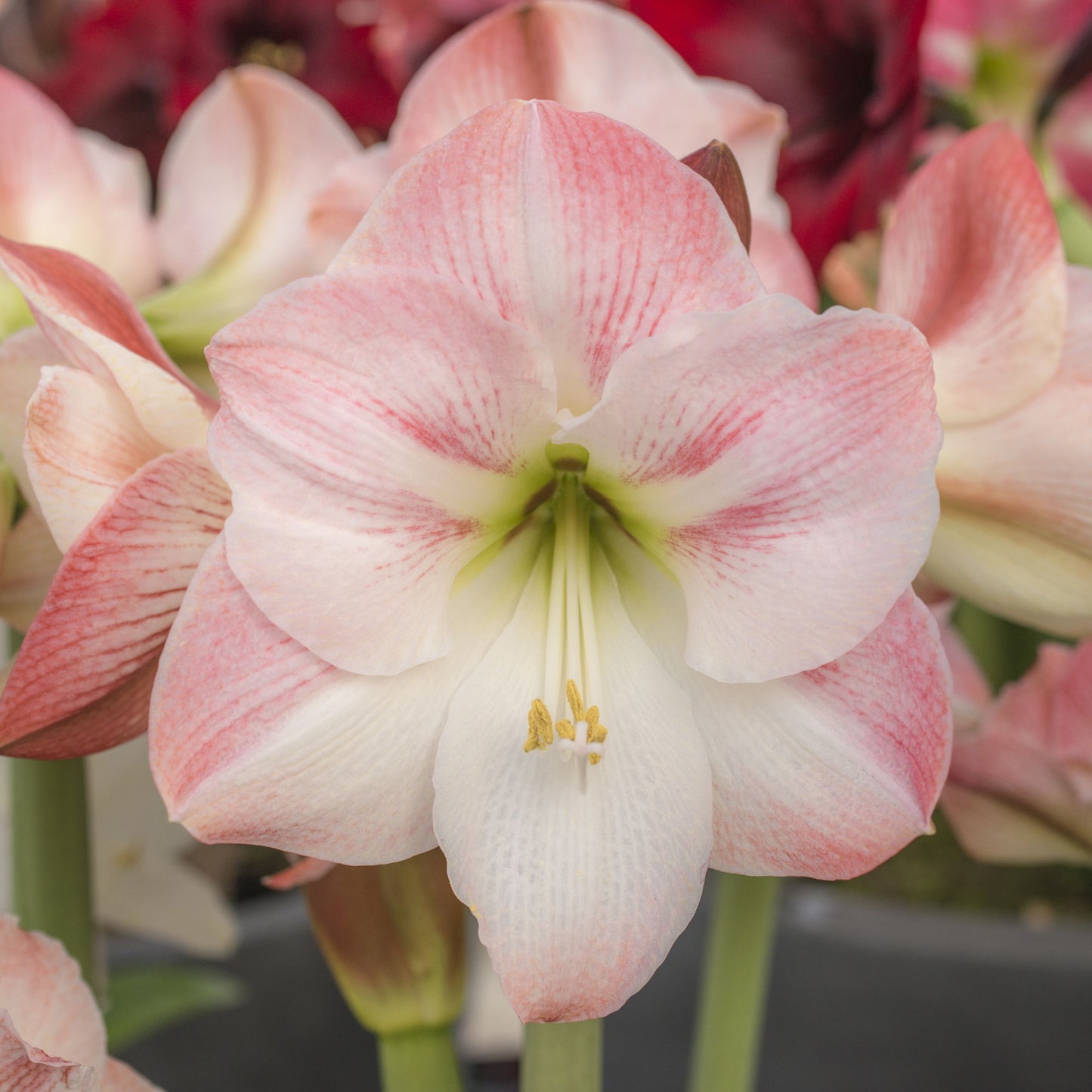 Amaryllis 'Apple Blossom'