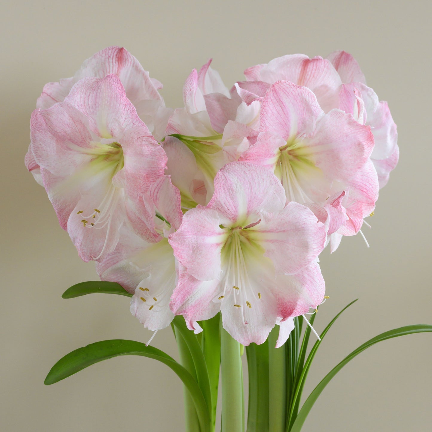 Amaryllis 'Blossom Grandise'®