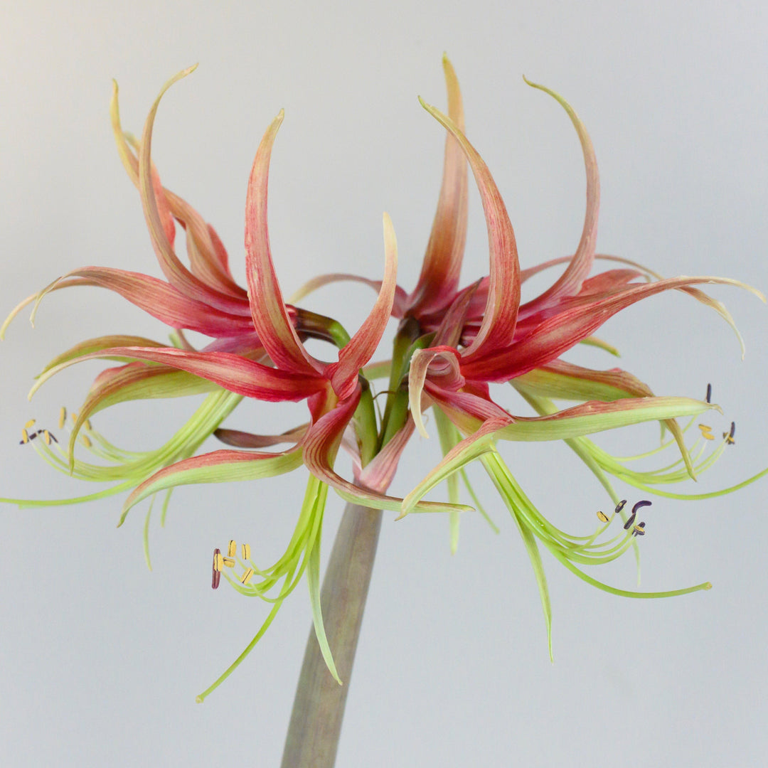 Amaryllis &
