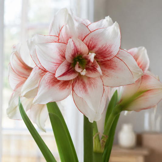 Amaryllis 'Elvas'