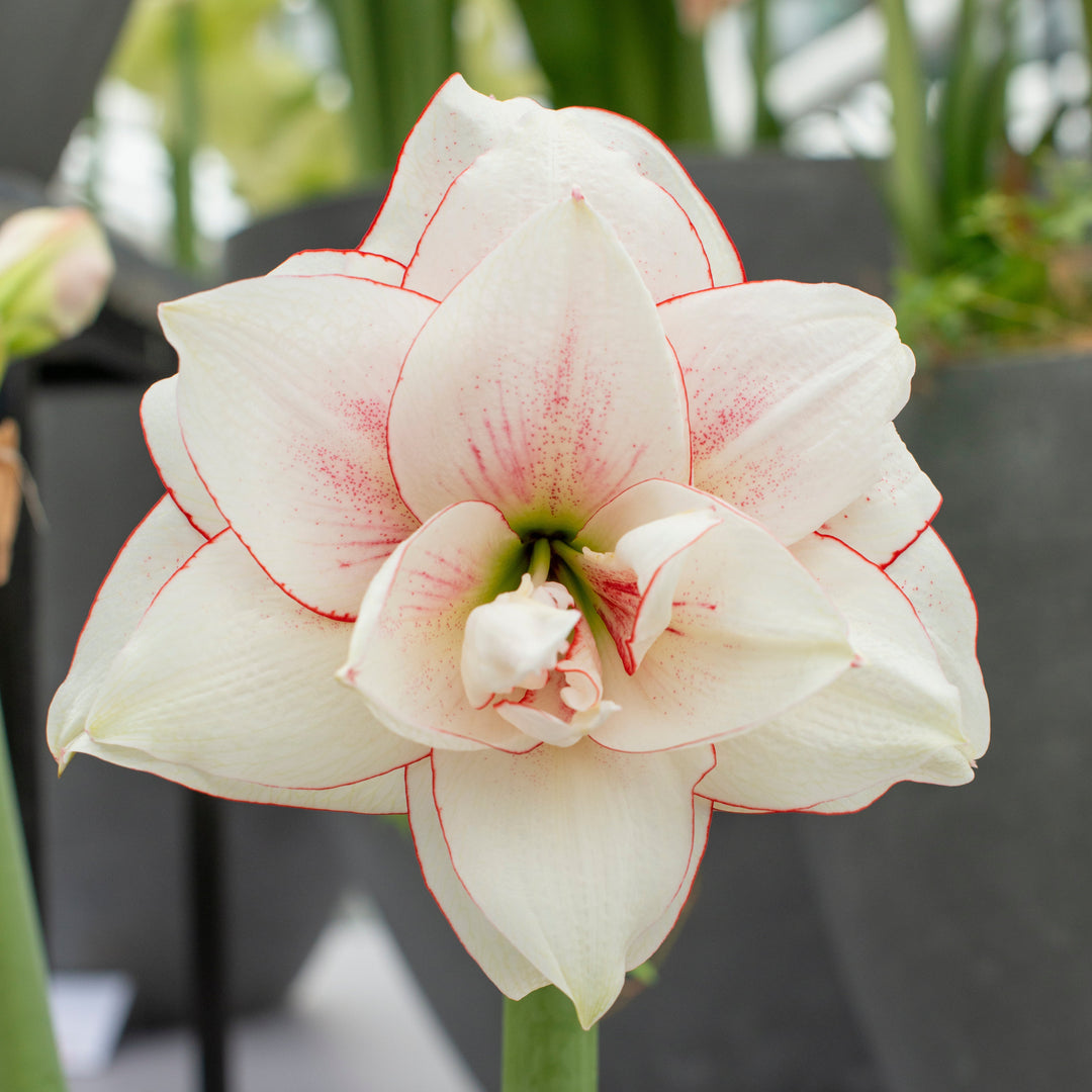 Amaryllis &
