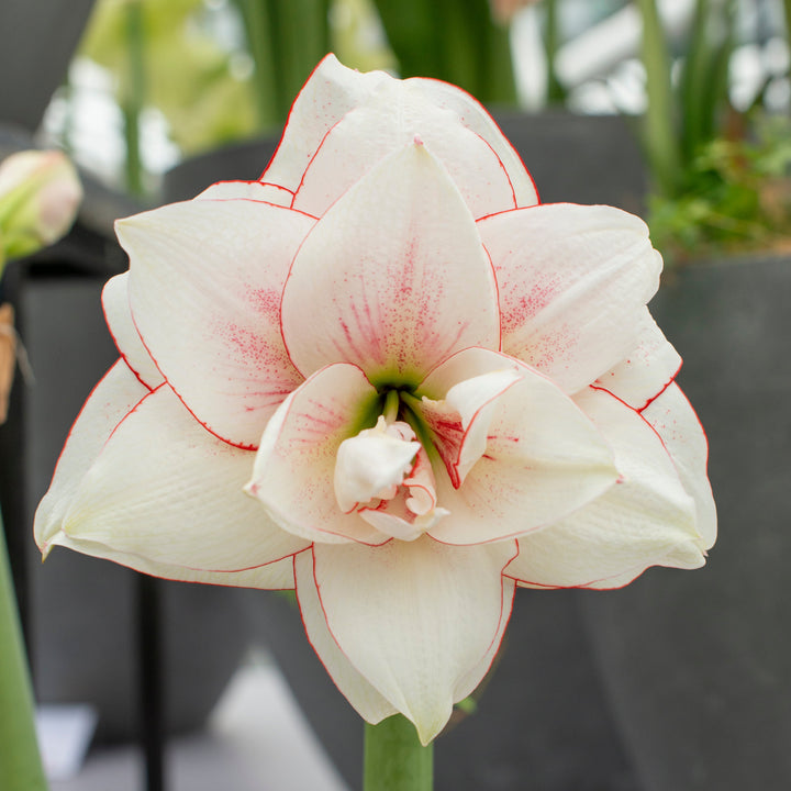 Amaryllis &