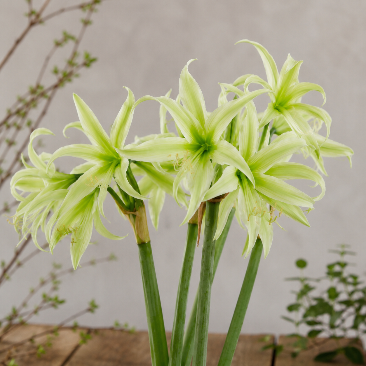 Amaryllis 'Evergreen'®