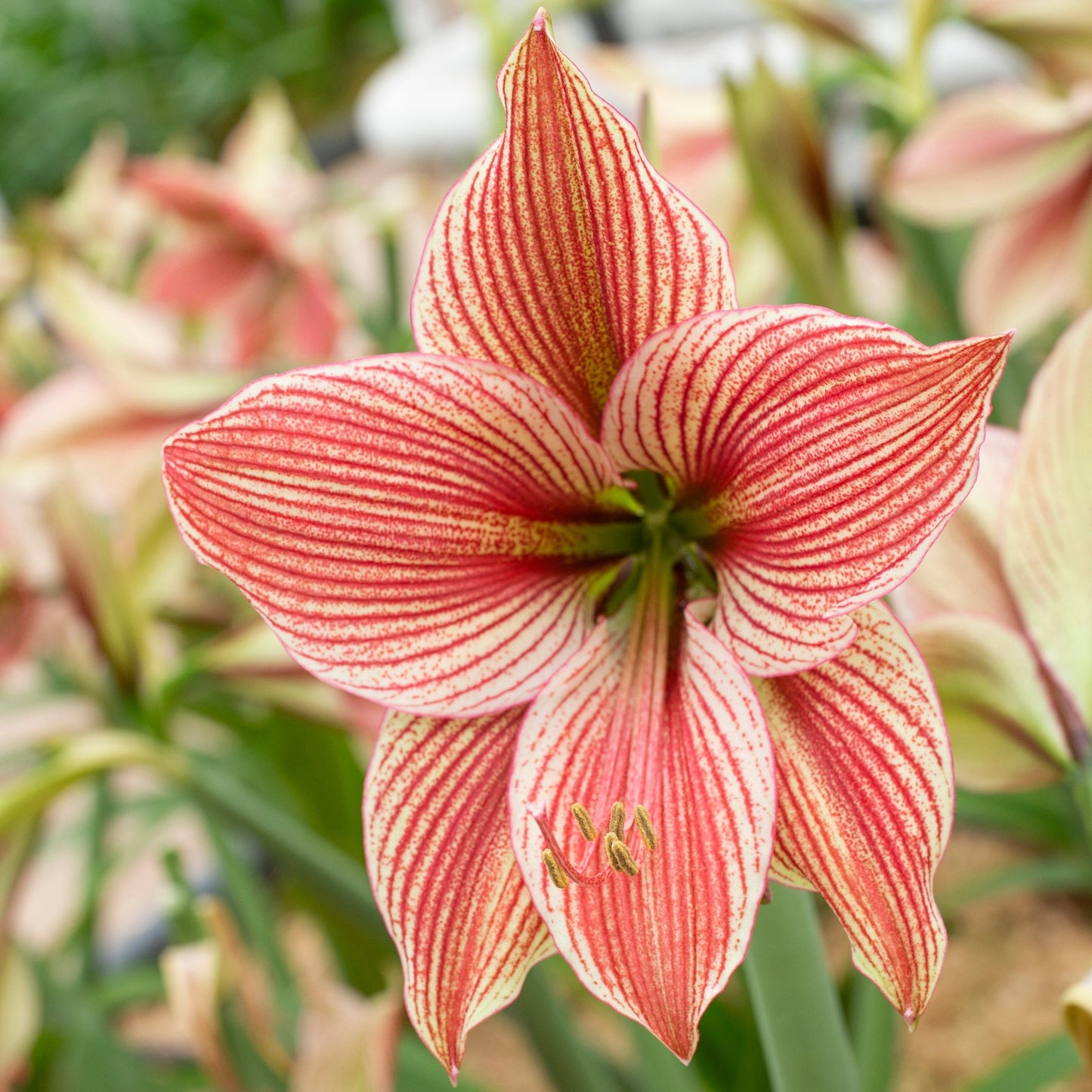 Amaryllis 'Exotic Star'