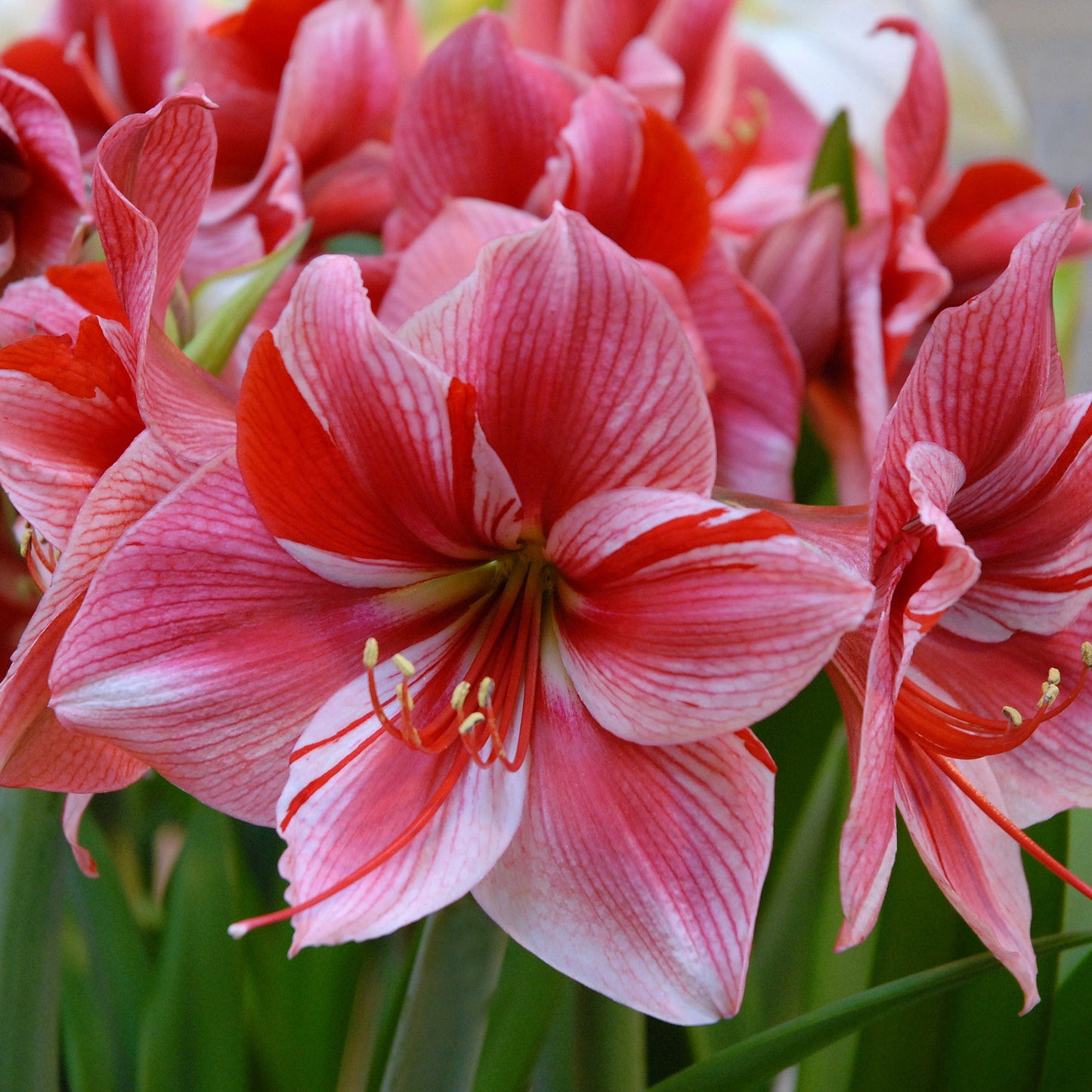 Amaryllis 'Gervase'