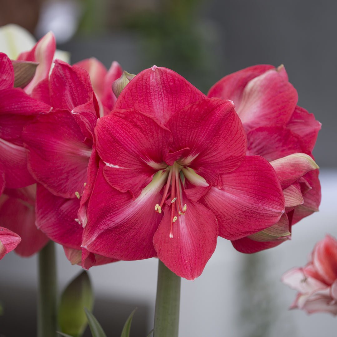 Amaryllis &