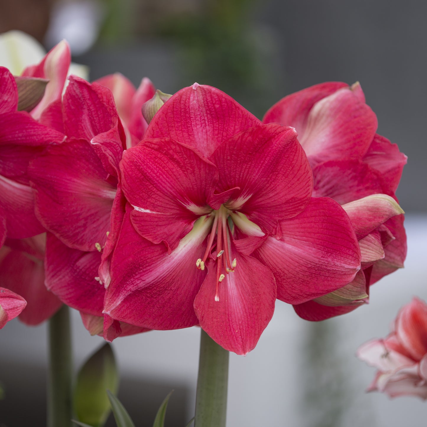 Amaryllis 'Hercules'