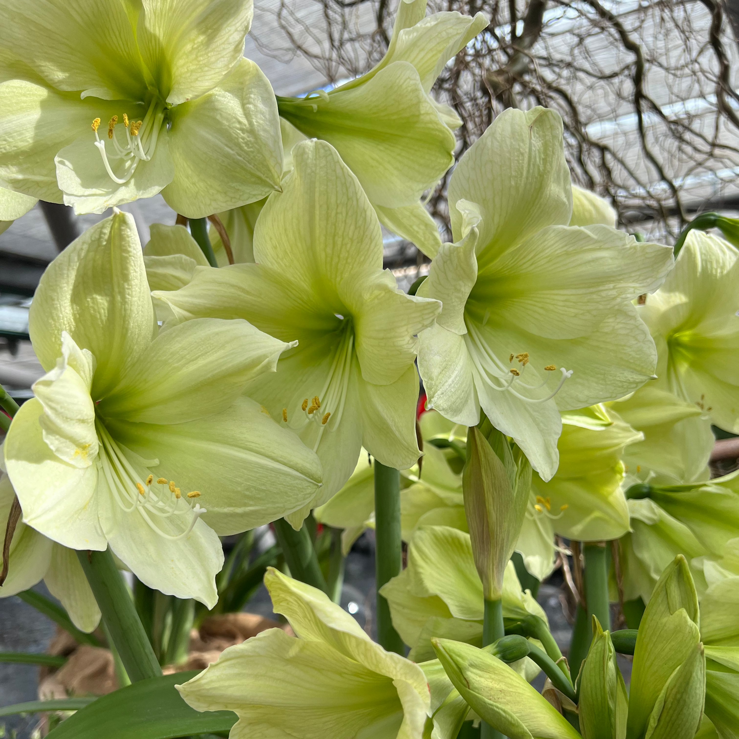 Amaryllis 'Luna'