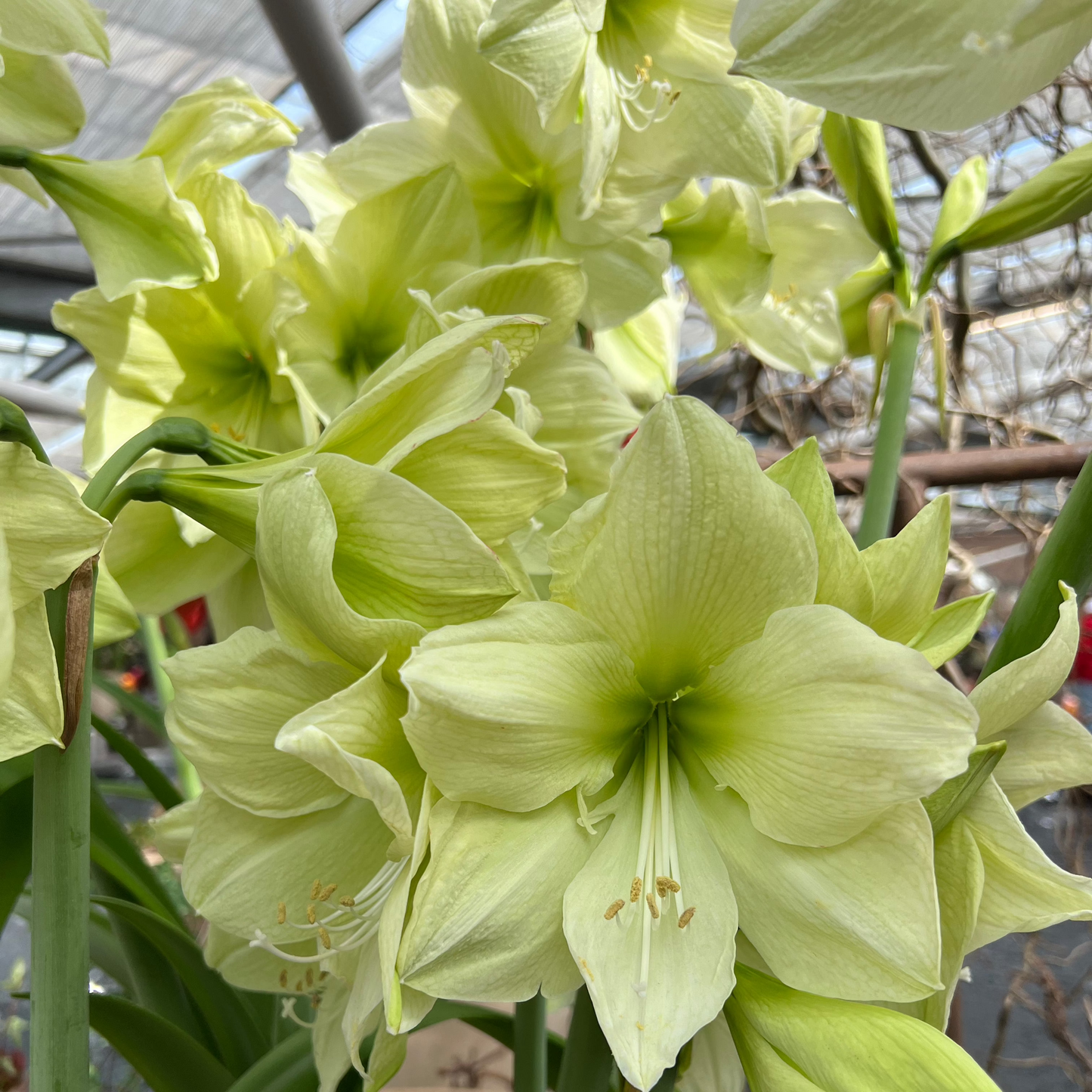 Amaryllis 'Luna'