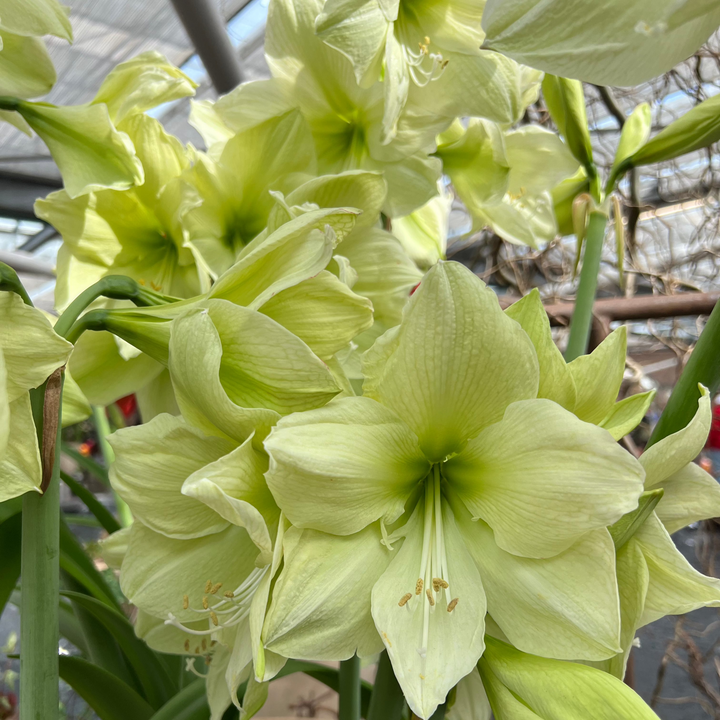 Amaryllis &