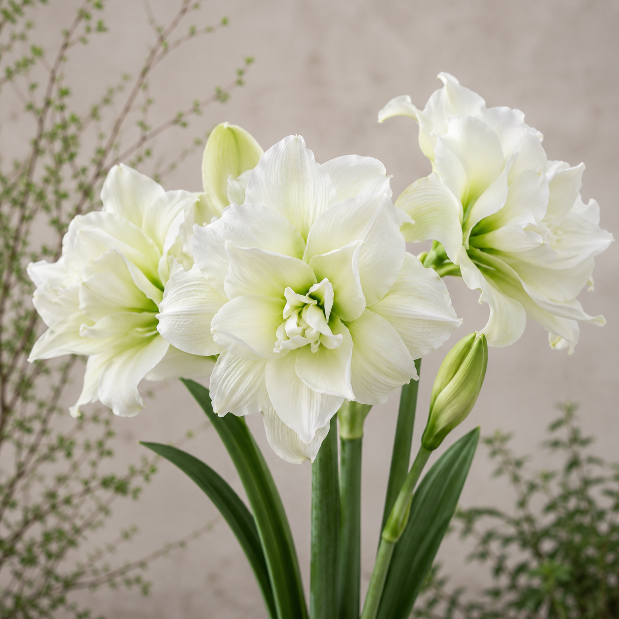 Amaryllis 'Marilyn'®