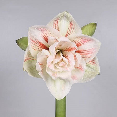 Amaryllis 'Nymph'