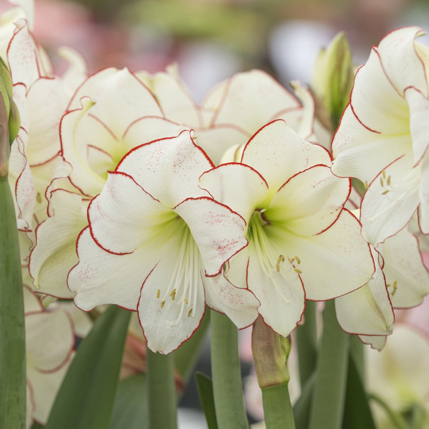 Amaryllis 'Picotee'