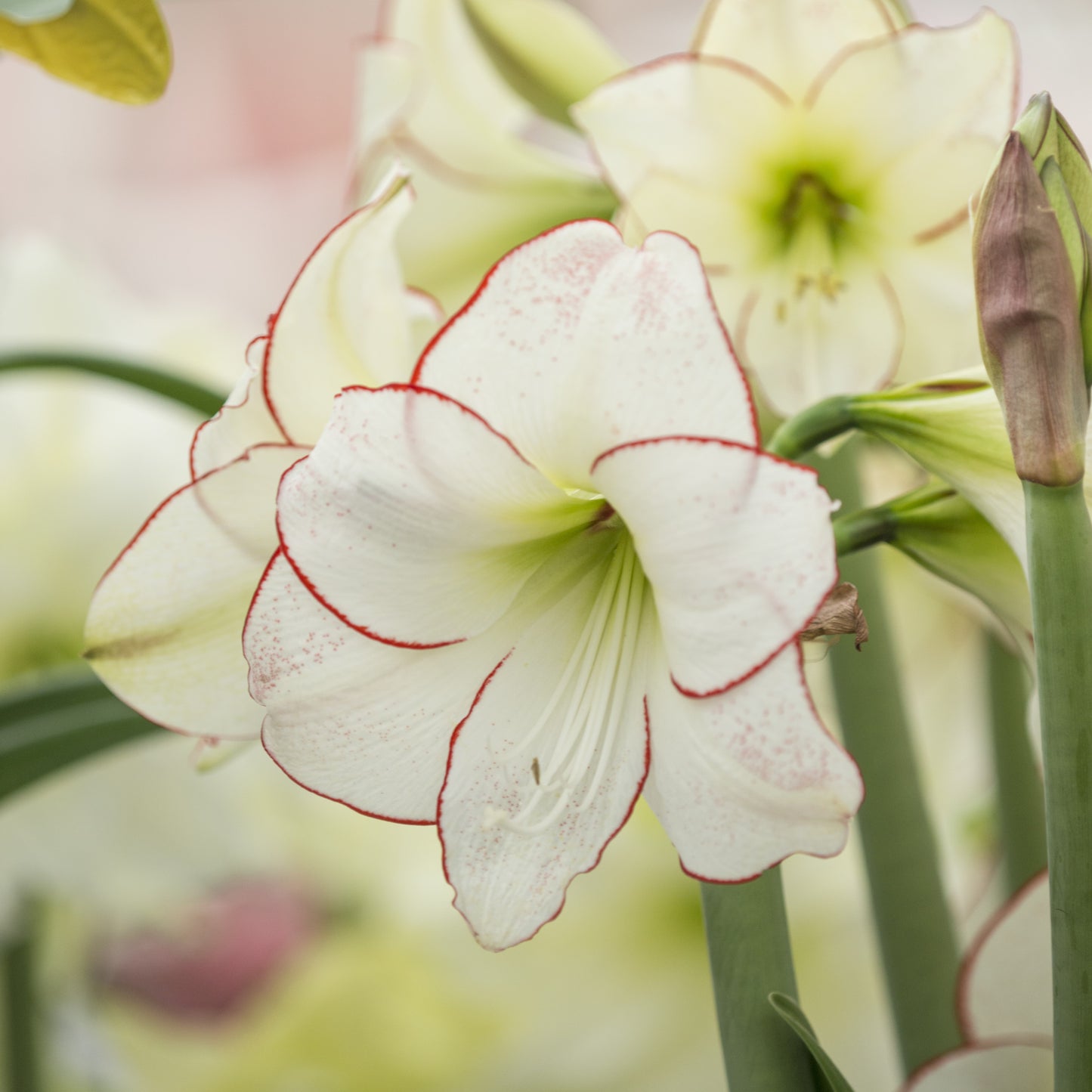 Amaryllis 'Picotee'