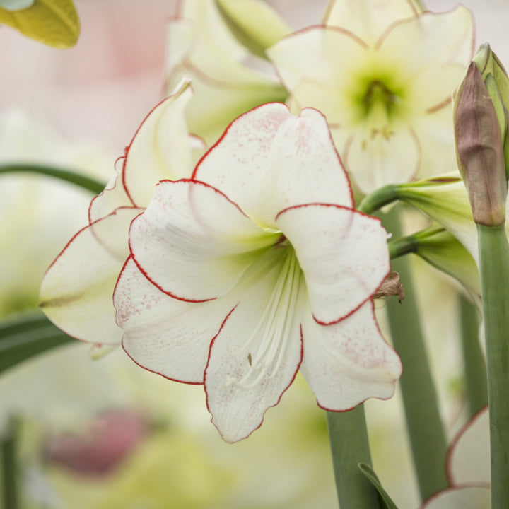 Amaryllis &