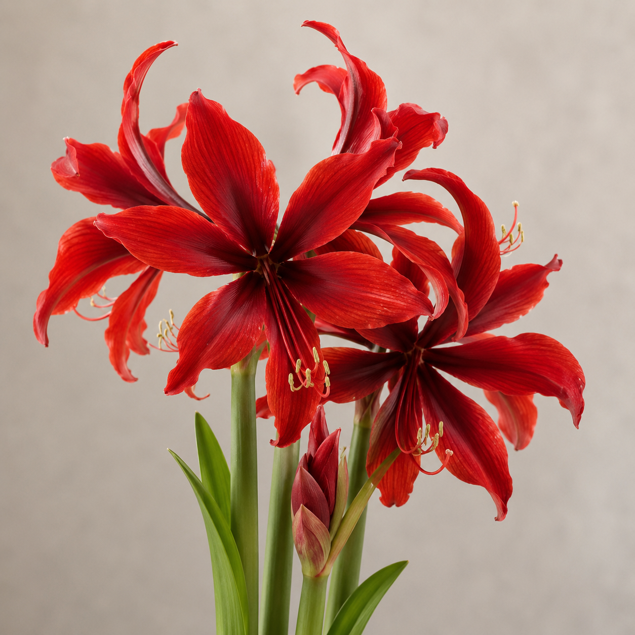 Amaryllis 'Red Amazone®'
