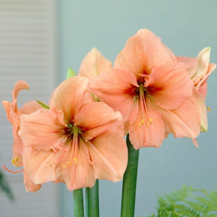 Amaryllis &