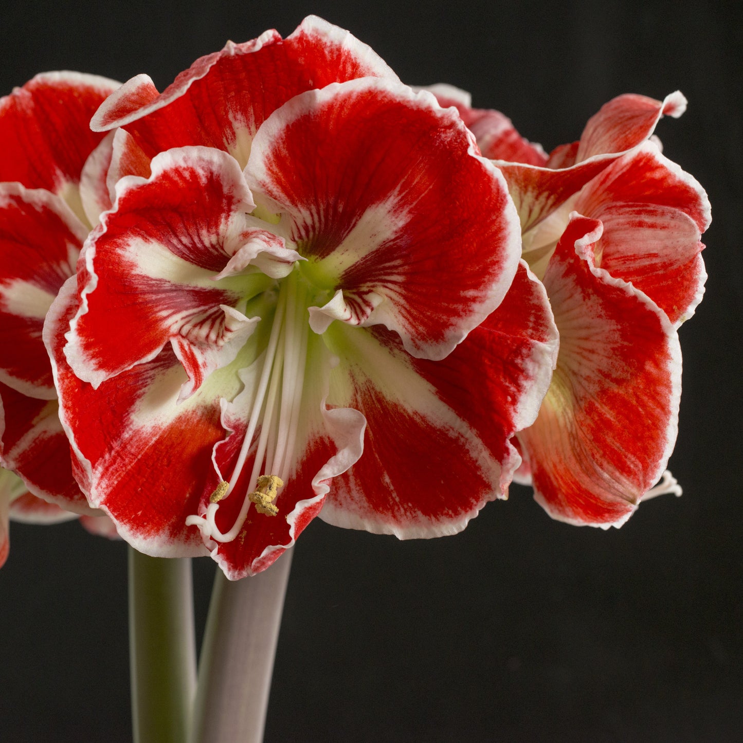Amaryllis 'Samba'®